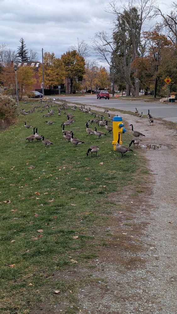 Canadian geese 