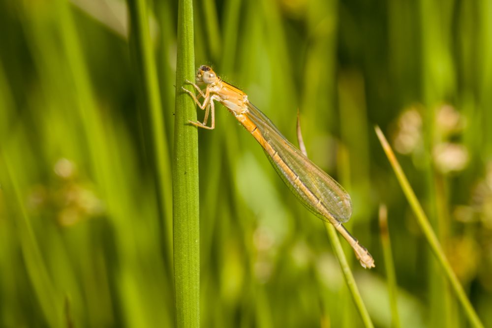 Ischnura pumilio