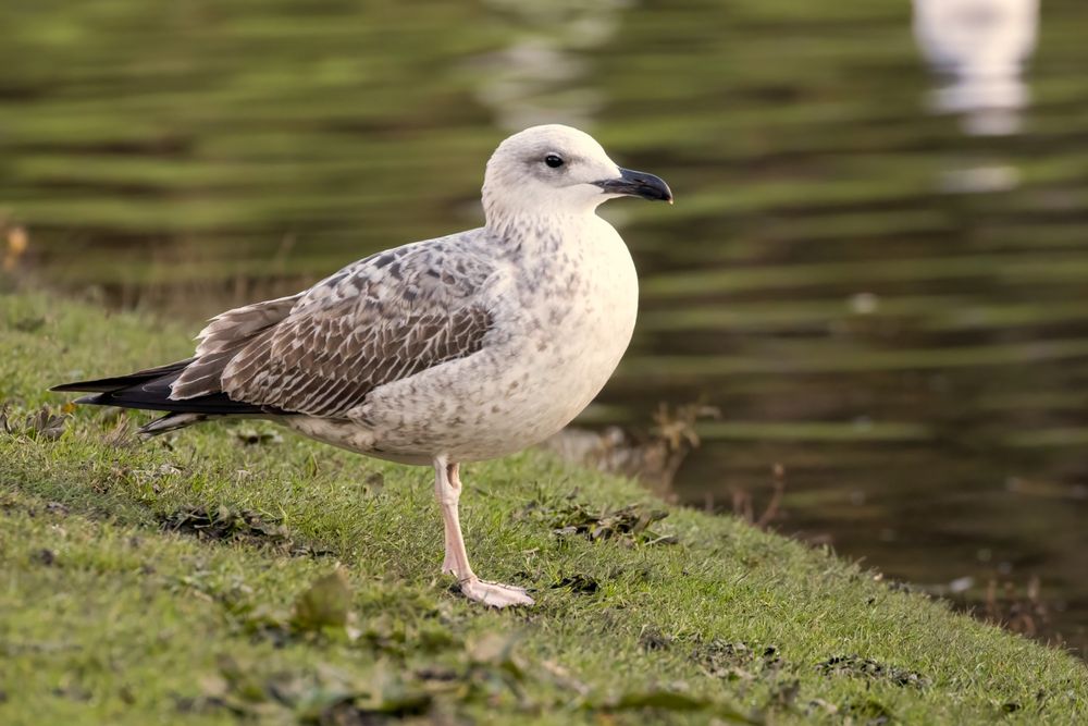 Larus michahellis michahellis