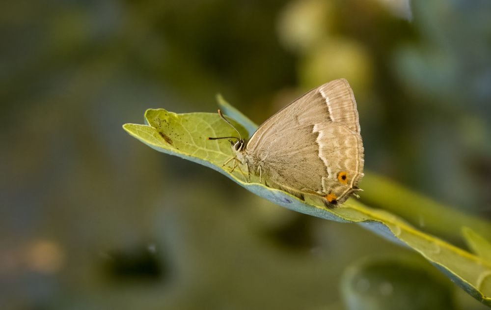 Favonius quercus quercus