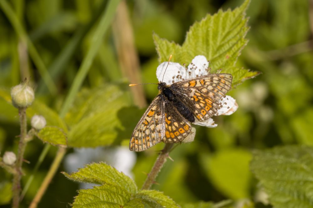 Euphydryas aurinia aurinia