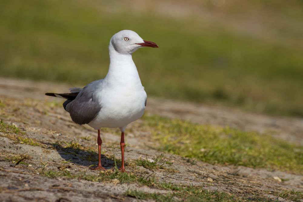 Chroicocephalus cirrocephalus poiocephalus