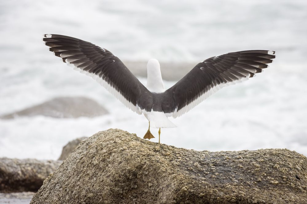 Larus dominicanus vetula