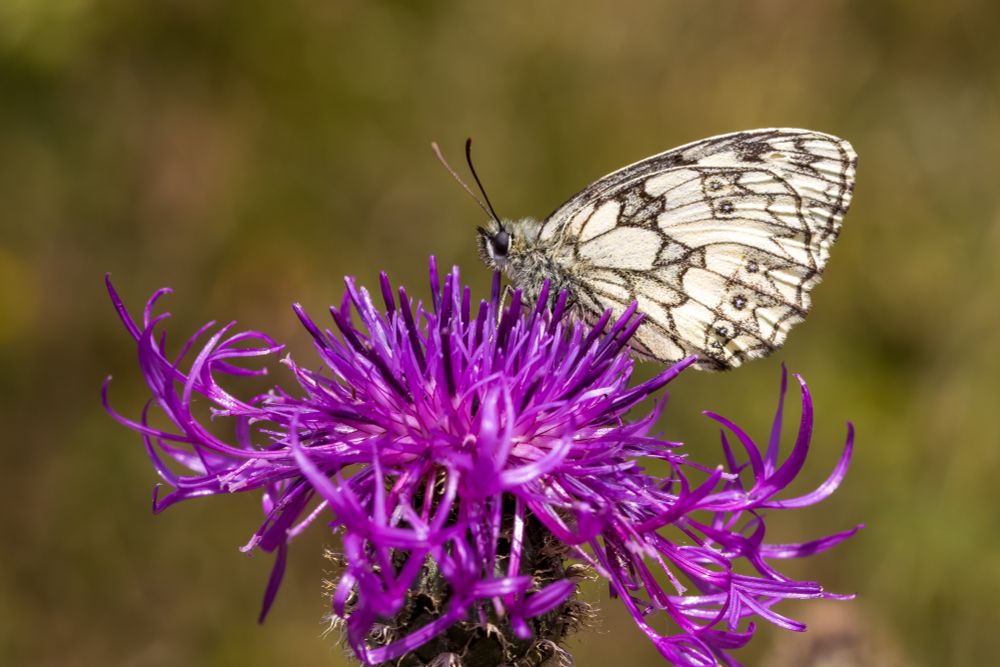 Melanargia galathea serena