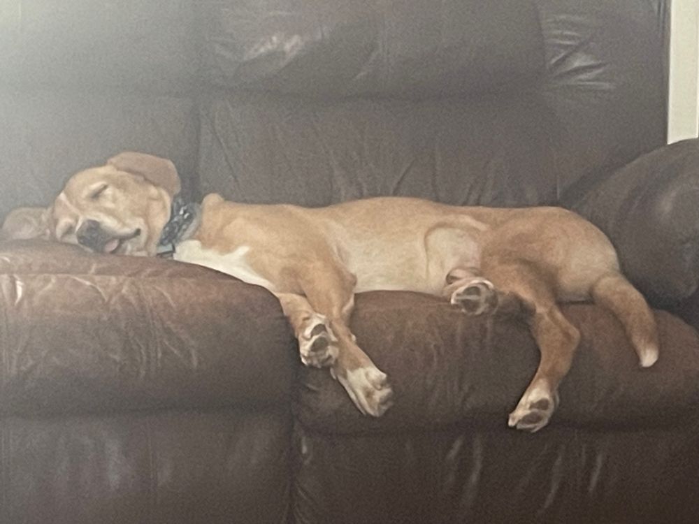 My boi Apollo sleeping the sleep of someone who will never have to pay rent. Must be nice lol.