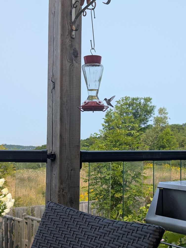 A hummingbird coming in to land on a feeder.