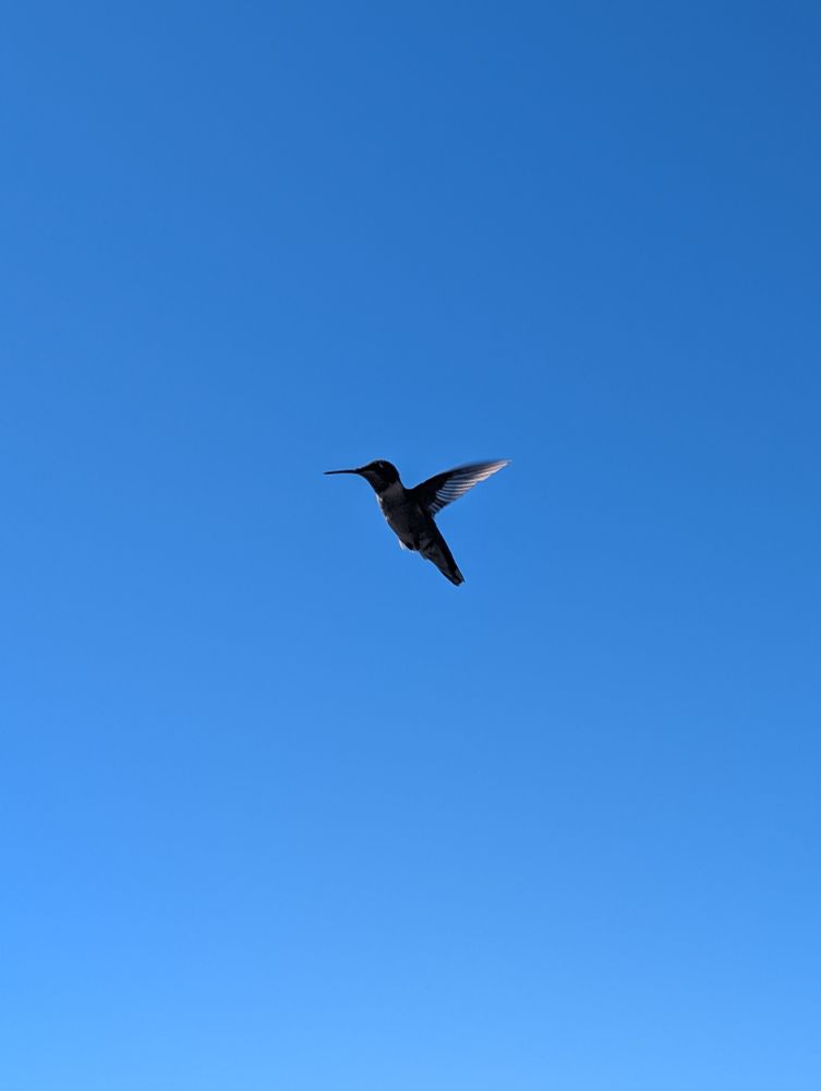 A hummingbird hovering in the air