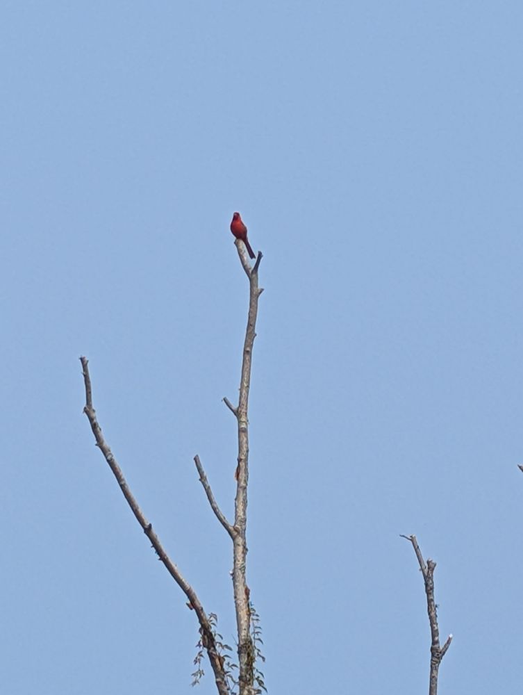 A male cardinal perched at the top of a dead tree.