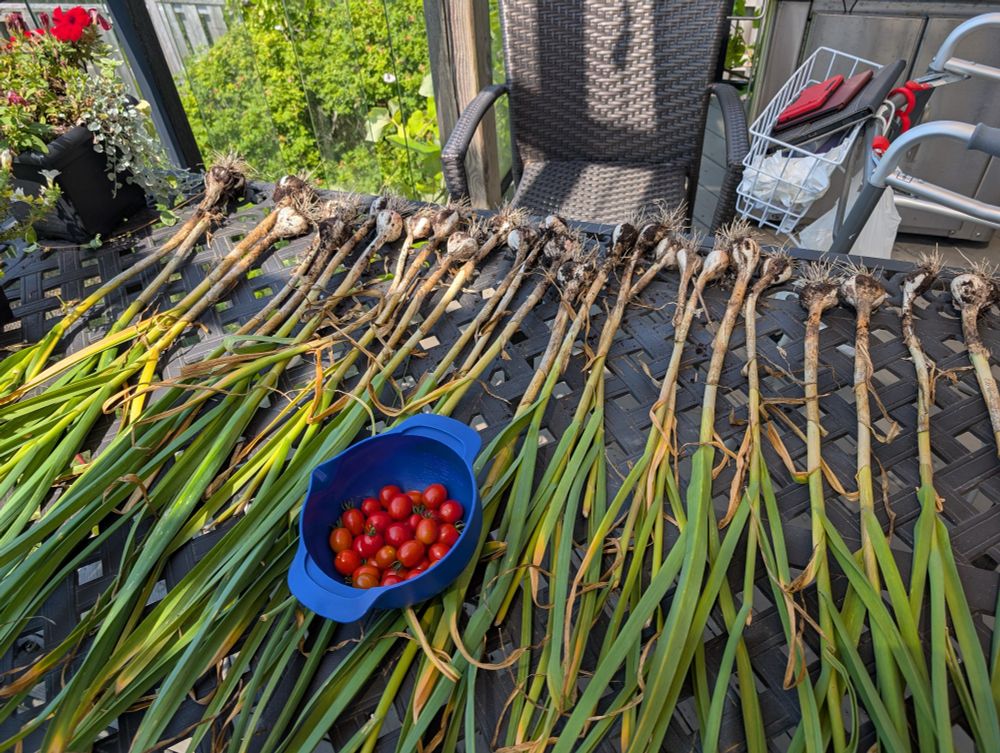 A patio table with harvested garlic laid out to dry. In the middle there's a blue bowl with some grape tomatoes in it. 