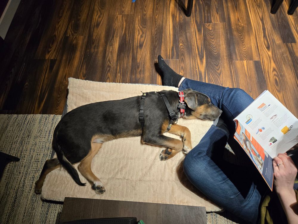 Shindig asleep after an evening of playing with new friends. 