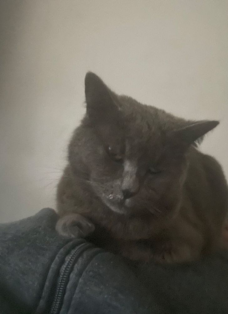 grey shorthair cat loafing


