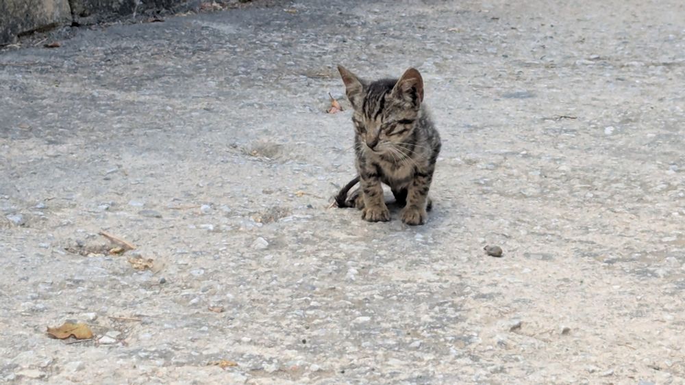 Tiny kitten