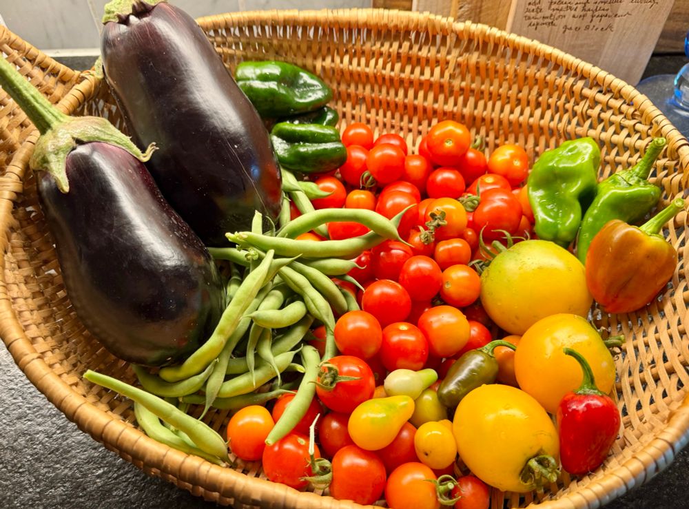 A basket with eggplant, green beans? Gerry tomatoes, yellow tomatoes, bell peppers, poblano peppers and jalapeños 