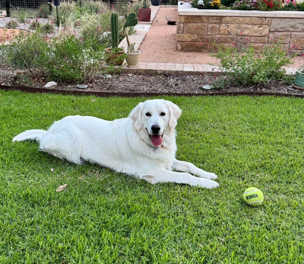 Winnie laying in the grass next to her tennis ball