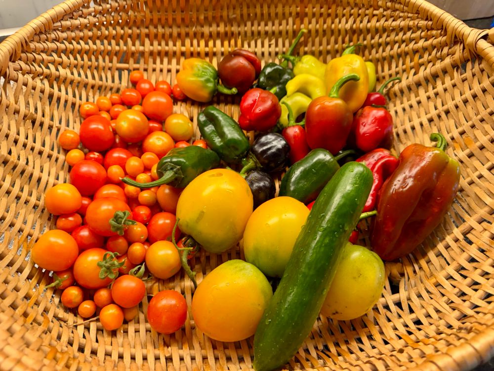 A basket with cherry tomatoes, yellow tomatoes, jalapeños, poblanos, bell peppers, and a cucumber