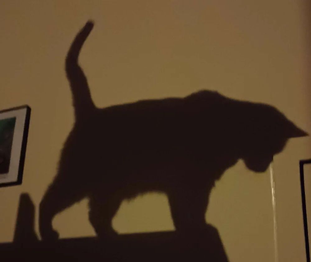 This is @OnePerfectShot's real cat