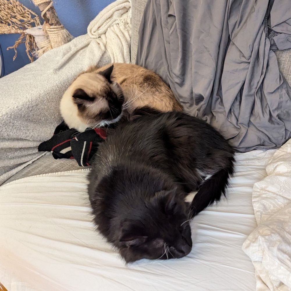 toast napping behind thor in the couch on top of a scarf 