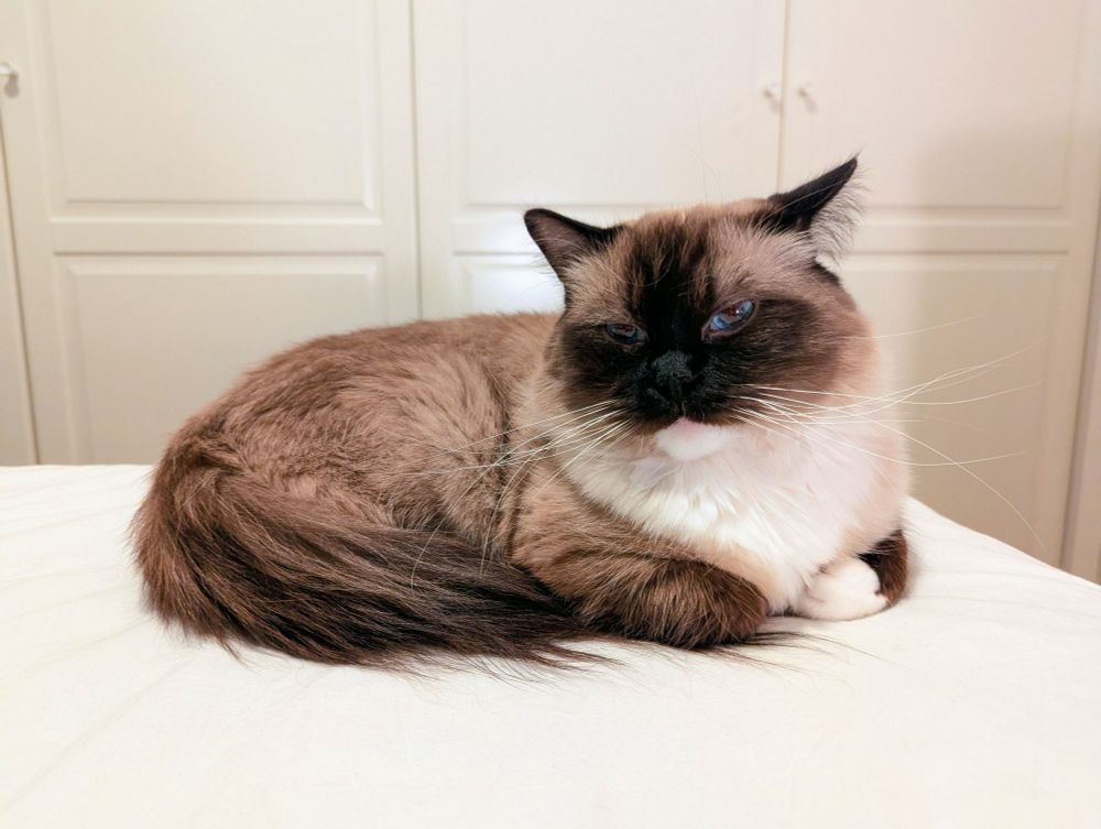 toast, casually hanging out on the bed with a tipped head