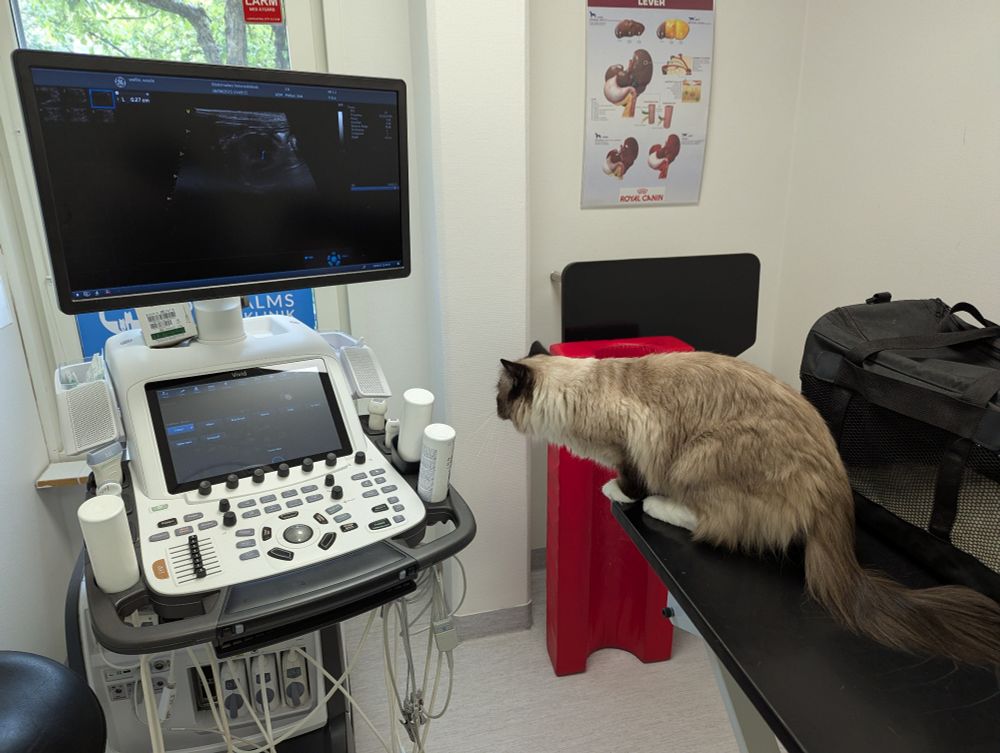 toast sniffing an ultrasound scanning machine from a table