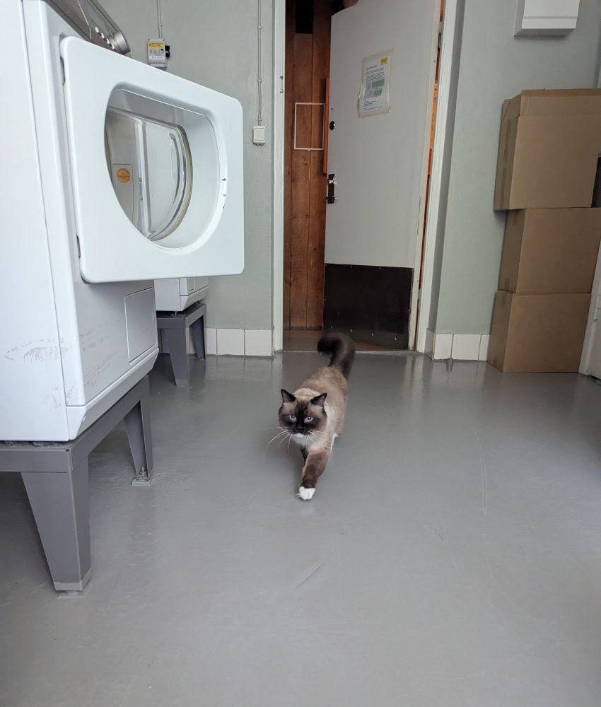 toast in the laundry room