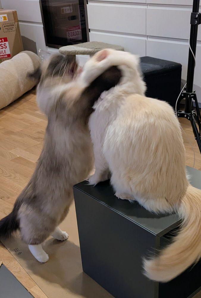 toast attacking salad from below, grabbing his neck