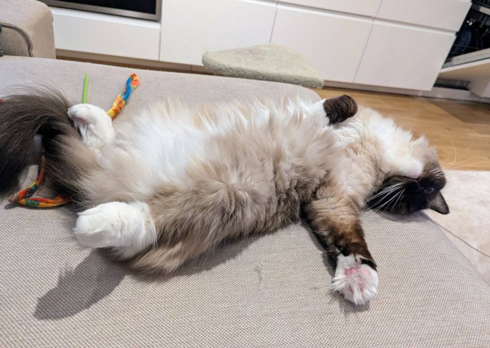 toast on his back in the couch