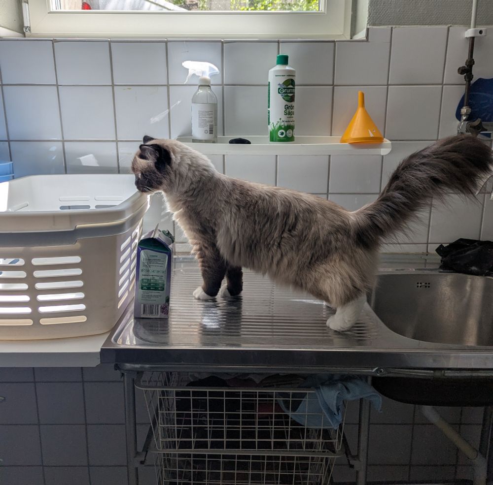 toast next to a sink, sniffing various cleaning supplies 