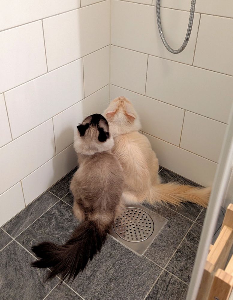 toast and salad sitting in the shower staring upwards