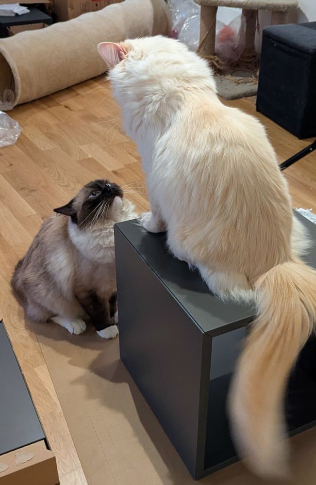 toast and salad play fighting! toast us charging an attack on salad sitting on a cube