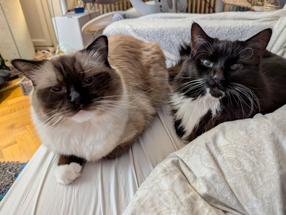 toast and thor (the elder cat) loafing next to each other 