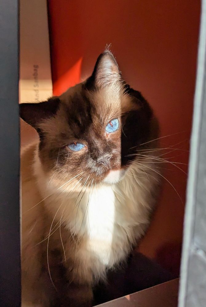 toast in a sunbeam 