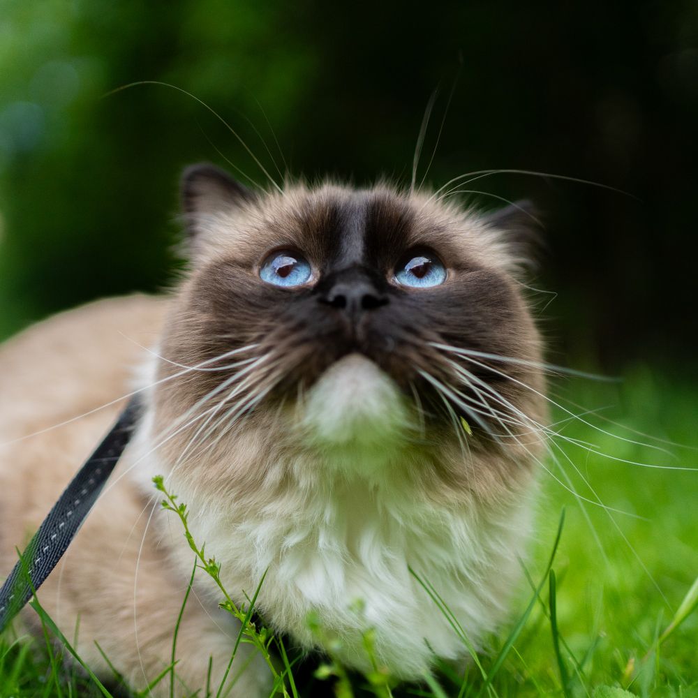 closeup of toast looking up at the sky while on a walk