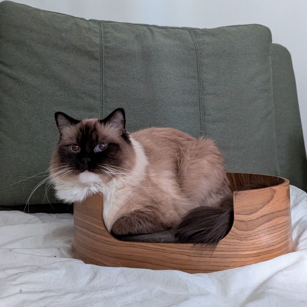 toast loafed on a cat bed sitting on top of a human bed