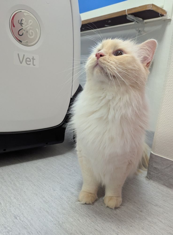 salad sitting in a corner on the floor. he's unhappy being at the vet