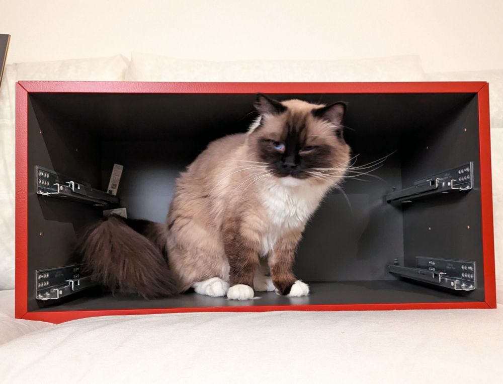 toast sitting in partially constructed ikea drawers, looking busy and thoughtful