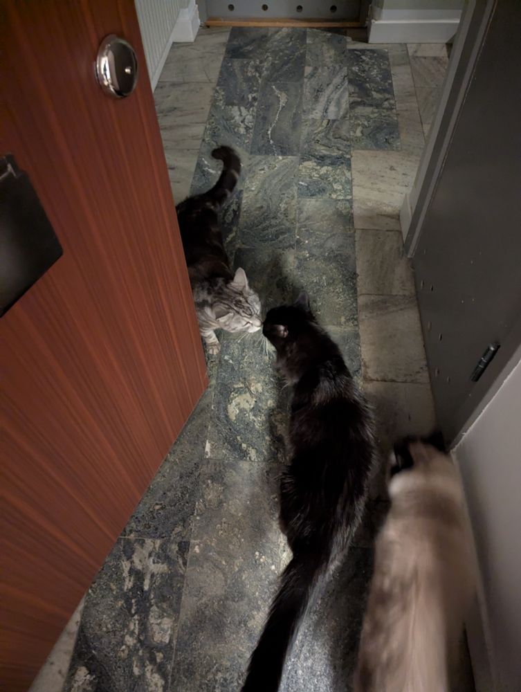 thor and EB sniffing each other's snoots