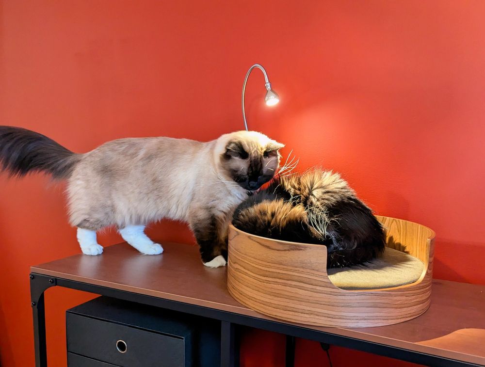 toast observing thor in a new cat bed under a small desk lamp