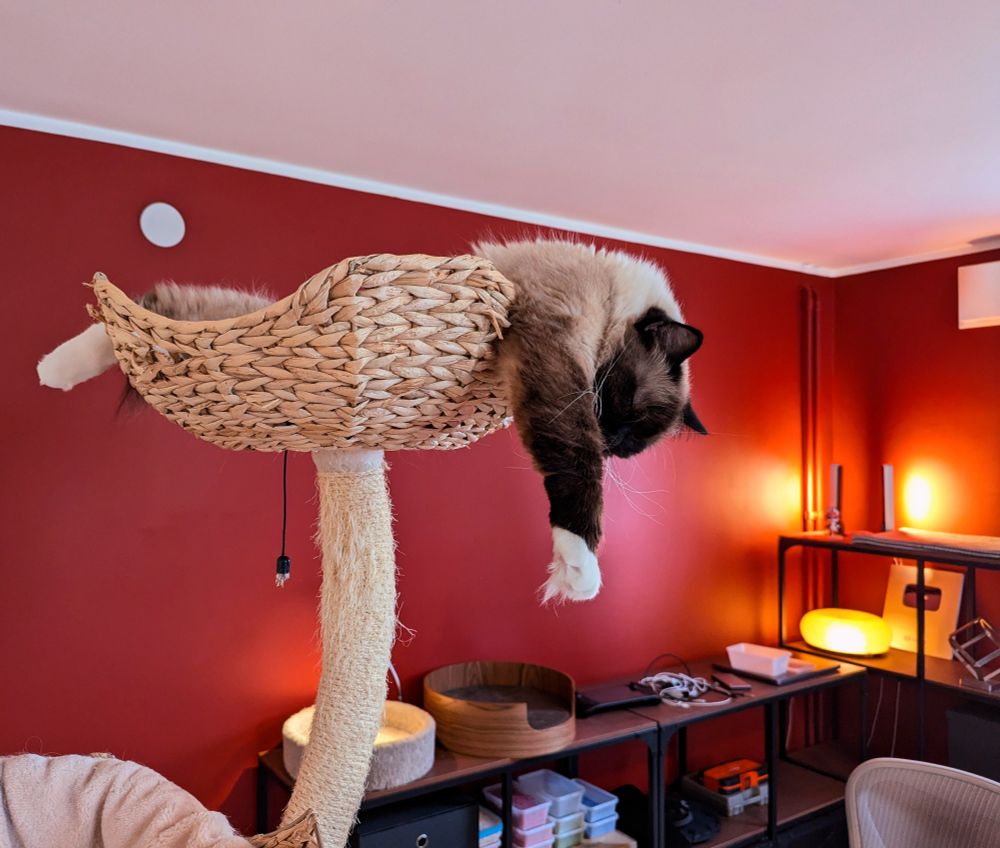 toast sleeping in a cat tree with his arm and head hanging off the ledge