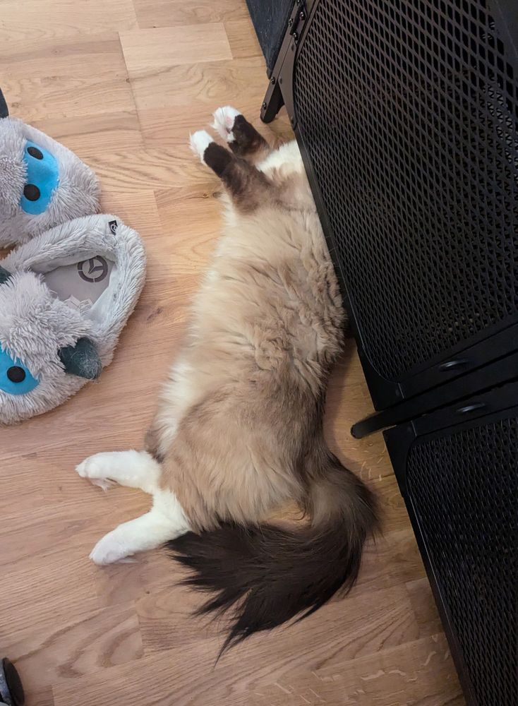 toast checking out a space under some shelves