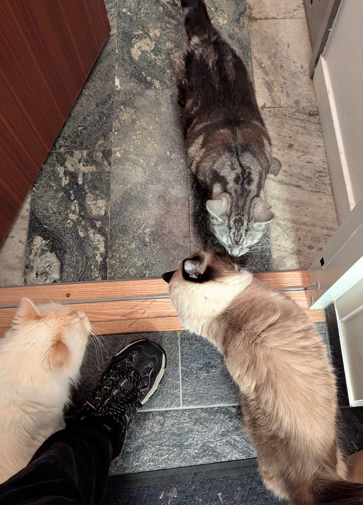 EB (the cat) visiting, sniffing toast and salad (the cats) in the doorway 