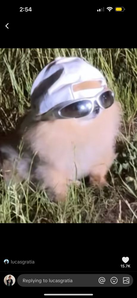 Small dog wearing a backwards baseball cap and sunglasses in a grass field 