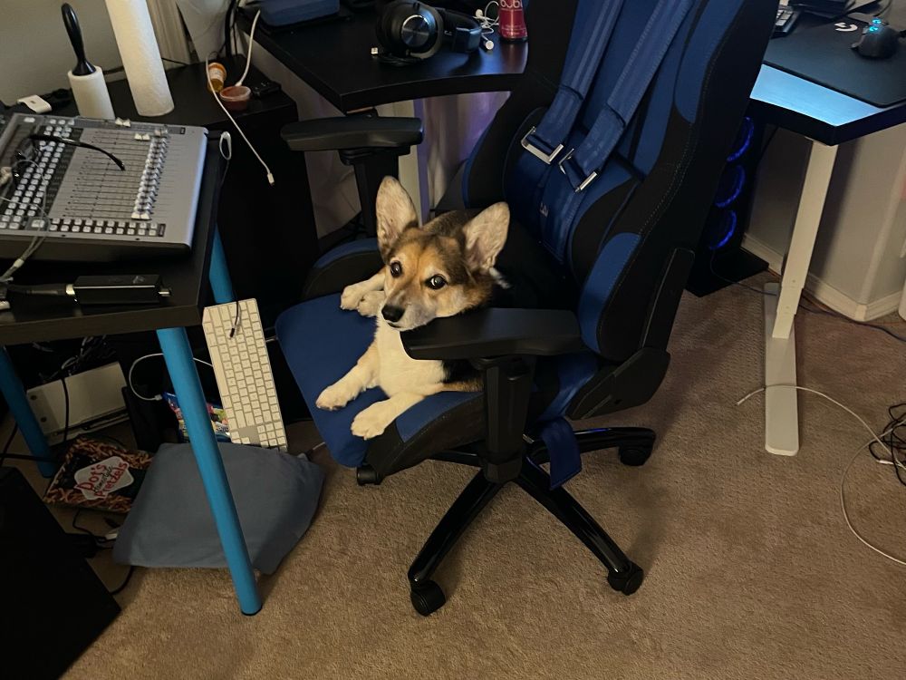 Tank (a tricolor corgi) laying on a gaming chair resting her head on the armrest. 