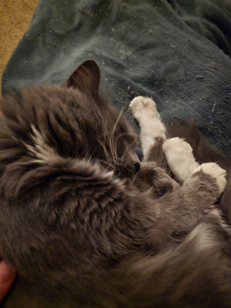 Mostly gray cat with white socks asleep on a blanket covered lap. 