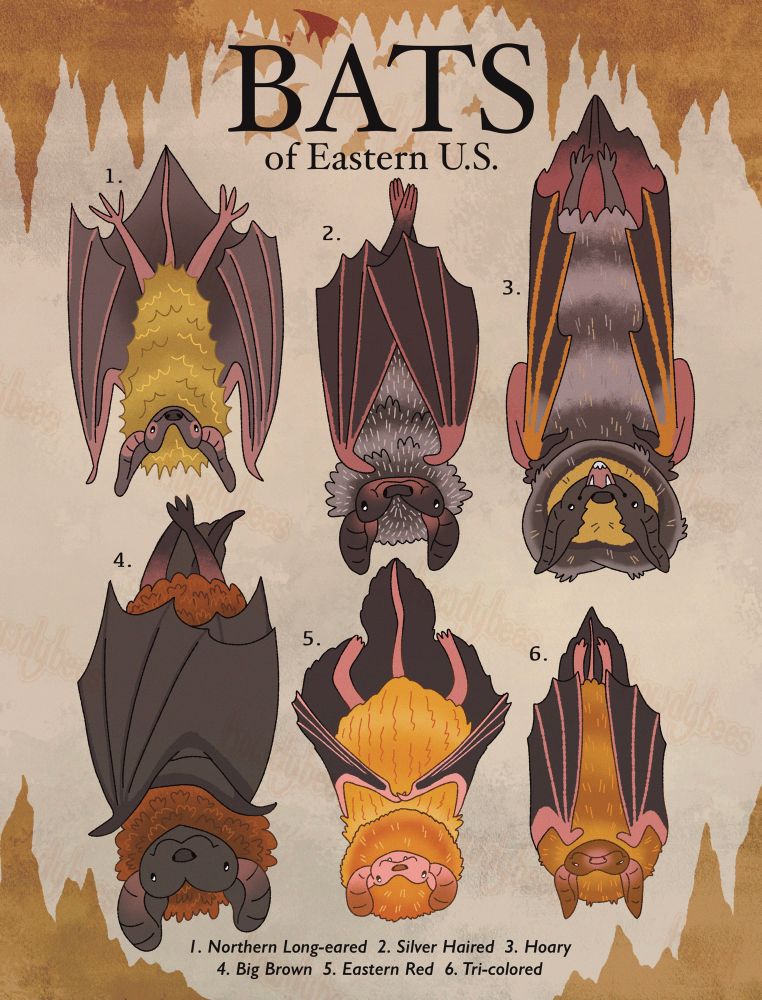 An illustrated poster titled BATS OF EASTERN US. Each bat is stylistically illustrated, has a cute little face, and hangs upside down. They are numbered and labeled in order. 1. Northern Long-eared 2. Silver Haired 3. Hoary 4. Big Brown 5. Eastern Red 6. Tri-colored.