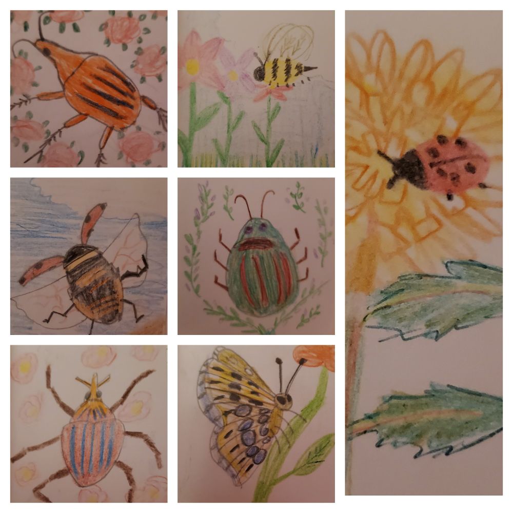 Little sketches of weevils, ladybirds, a new and a butterfly. 

