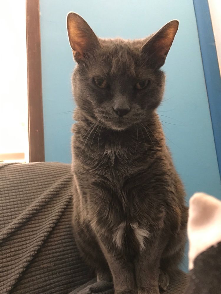 My cat Nami [17F].