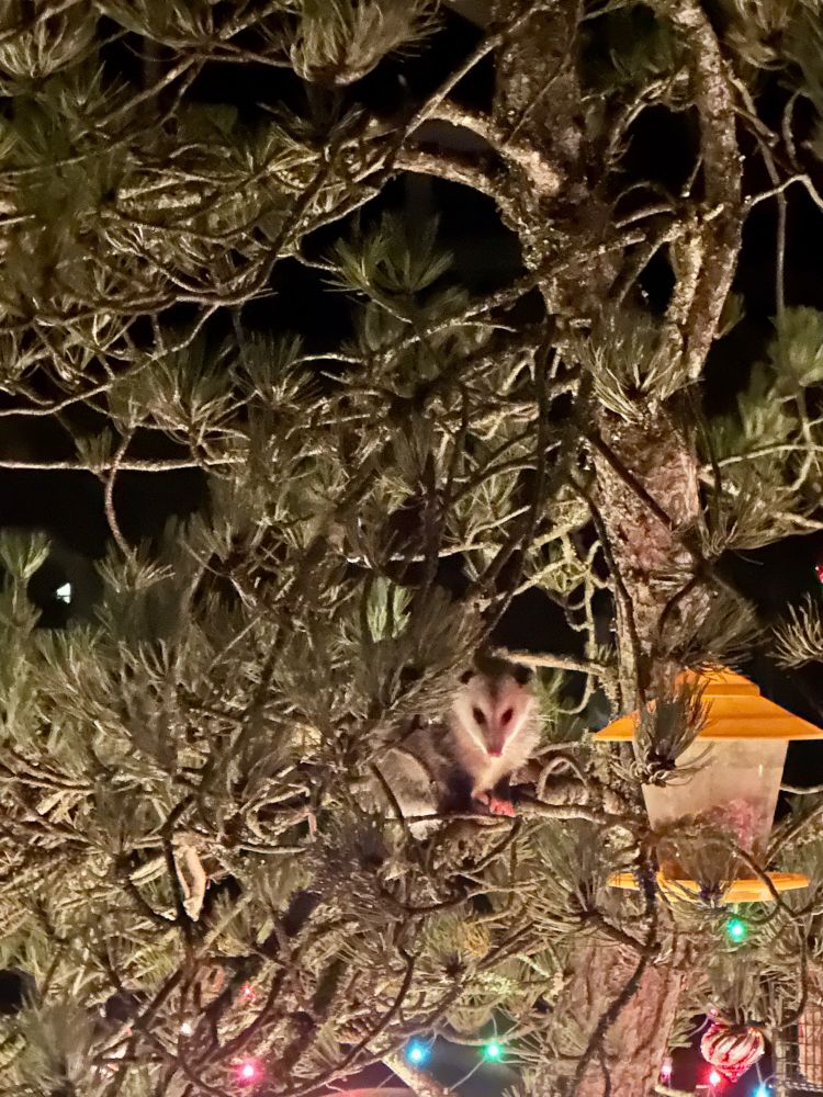 Lemmy my local Possum that eats from my bird feeder nightly. 