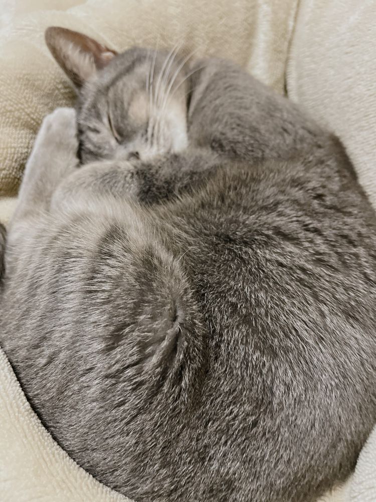 猫,猫好きさんとつながりたい