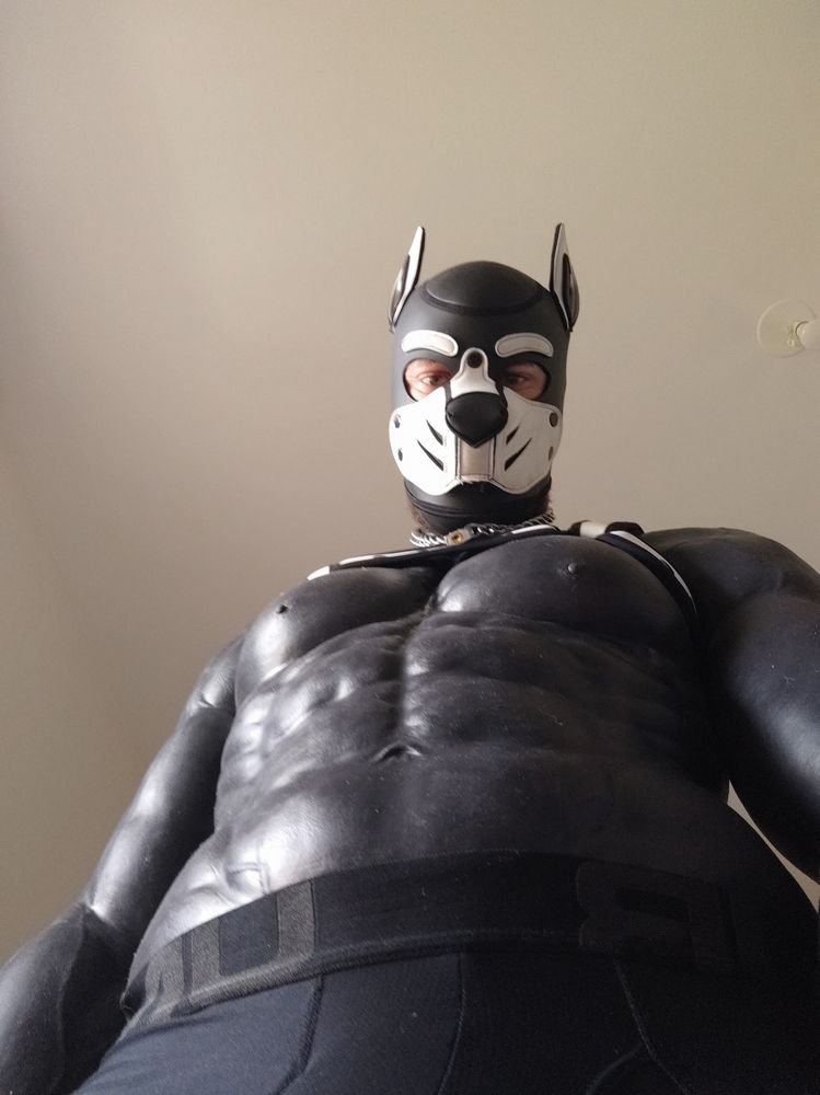 A pup in a black smitizen suit with a white pup hood and a white harness
