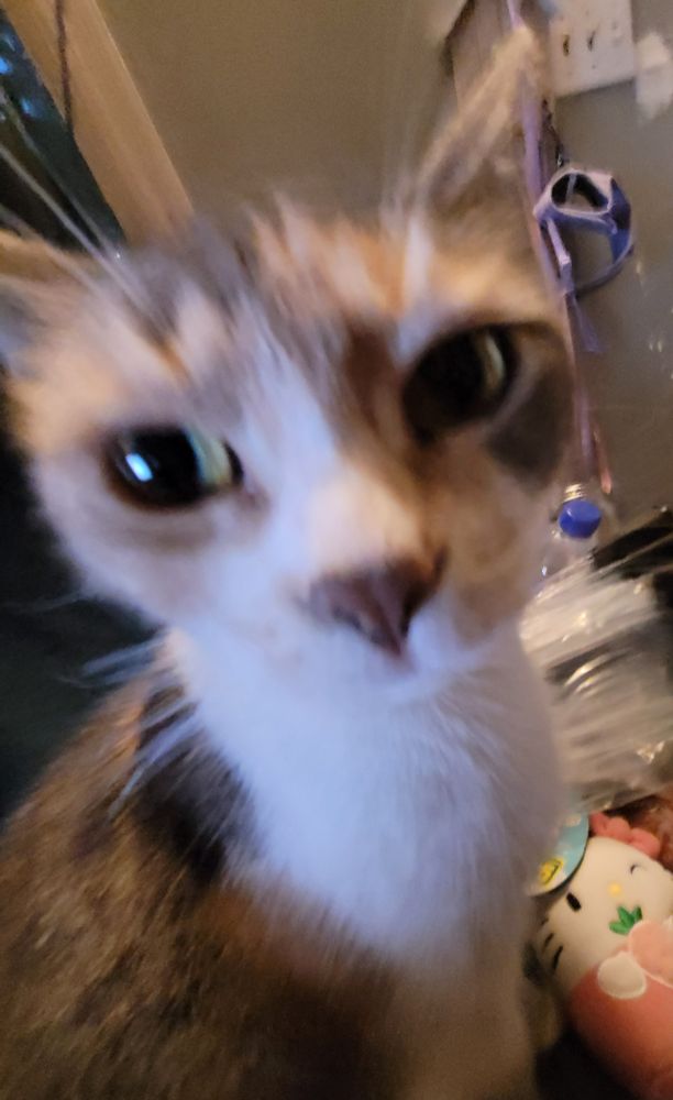 closeup photo of calico cat with fisheye perspective